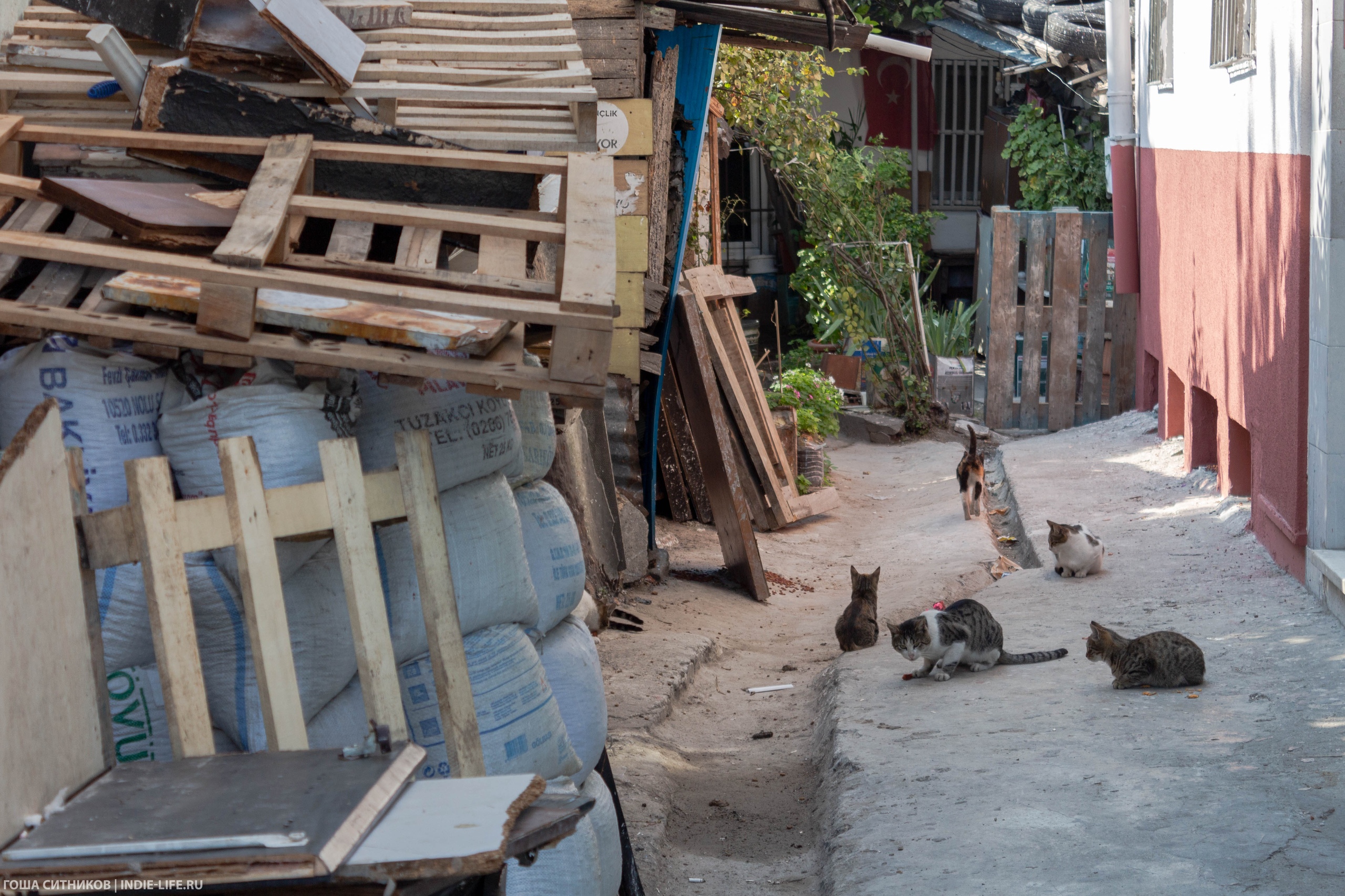 Коты в переулке