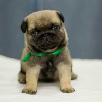 Кирилл Говоров | 