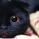 №85, Егор Виштал №85, Егор Виштал