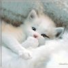 Аватар: Ксения Совельева