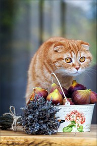 Наталья Карпова | Санкт-Петербург