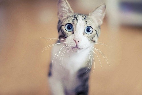 Оля Подгорнова ♥ | Köln