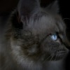 Аватар: Алина Смирнова