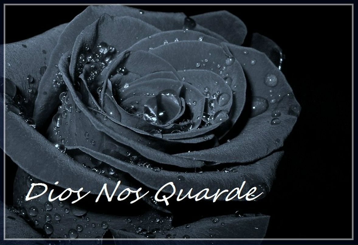 Disa Золотухин | Москва