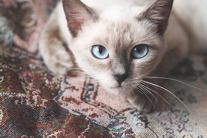 Константин Трошкин | 