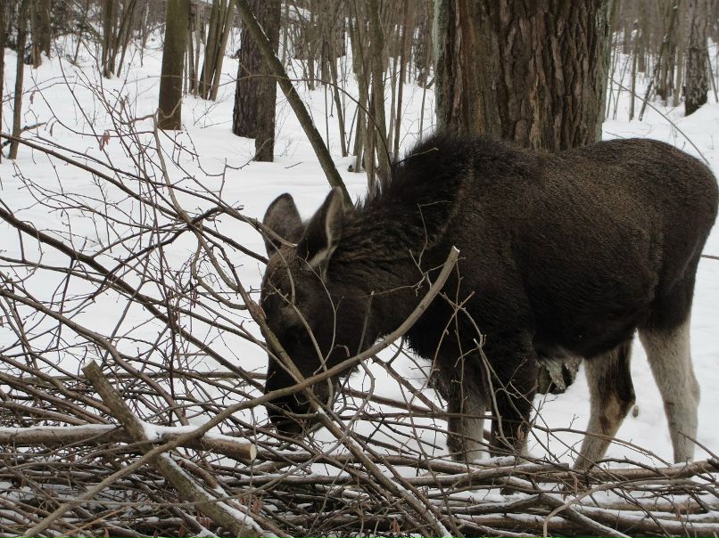 Дмитрий Зяблицин | Москва