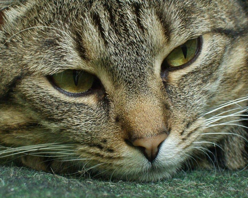 Евгения Павличко | Одесса