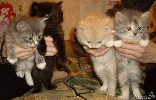 №150, Галя Шнайдрук, Санкт-Петербург №150, Галя Шнайдрук, Санкт-Петербург