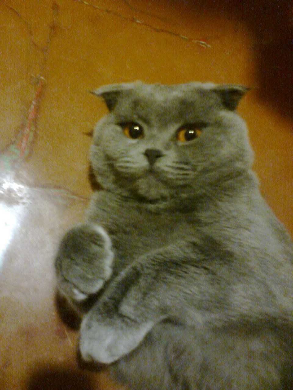 Дмитро Гапонов | 