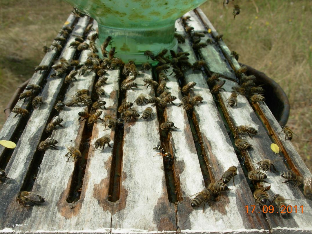 Евгений Рощин | Саки