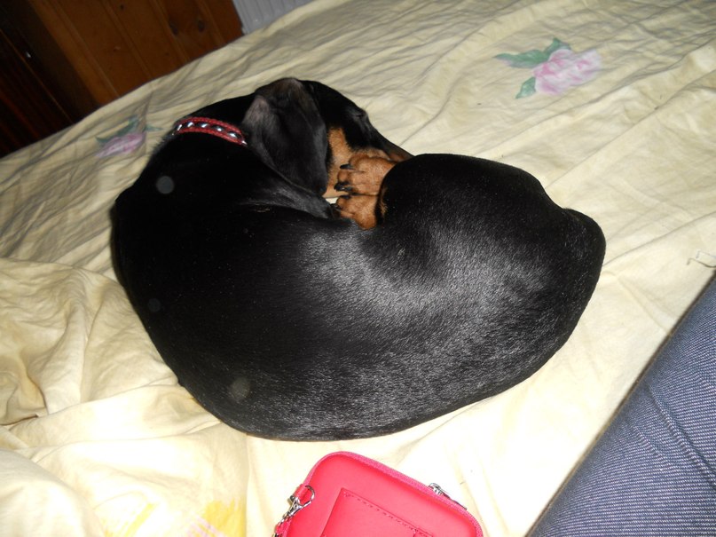 Софья Романовская | Санкт-Петербург