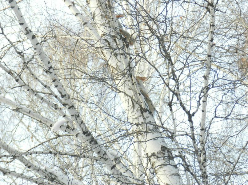 Наталья Васильева | Новосибирск