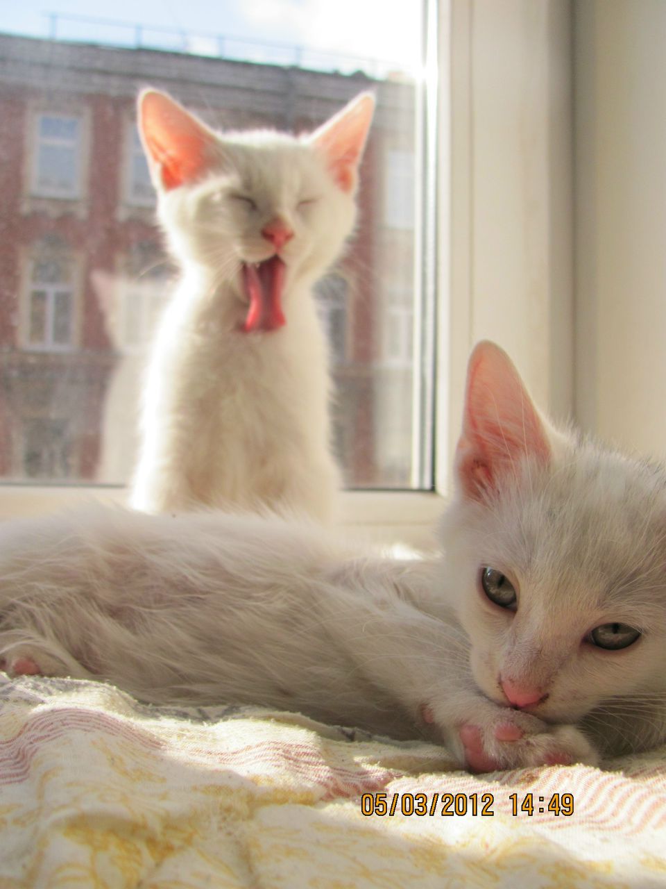 Алёнка Никифорова | Санкт-Петербург