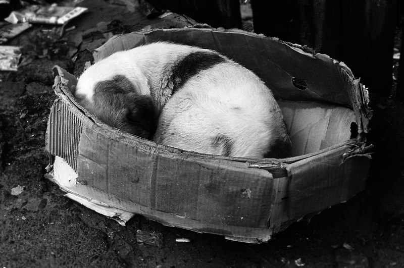 Василий Шамсков | Санкт-Петербург