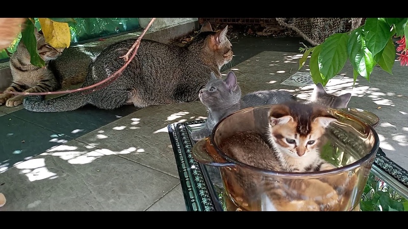 cats are 1154, and, the 3 Generation are 674, 526, 400 and Young lady grandchild101, 152, 46days