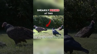 Clever crow outsmarts two vultures with one move