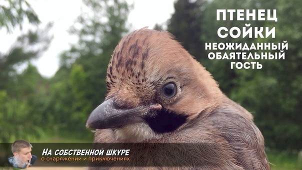 Птенец сои ки. Очень обаятельный и