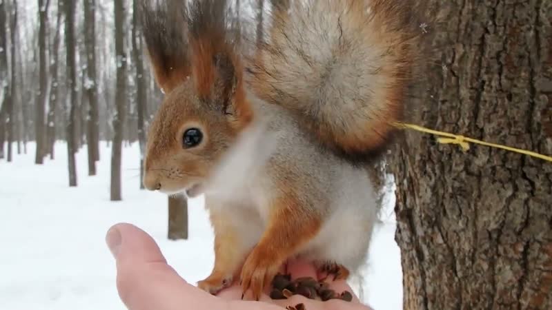 Про Дикого бельчонка, About the Wild