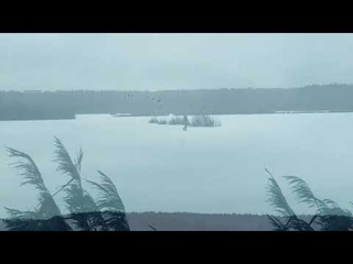 Подкормка лебедей-шипунов