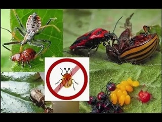 Мох  в маточнике. Новый враг -уховертка.  Бизнес план и старт конкурса.