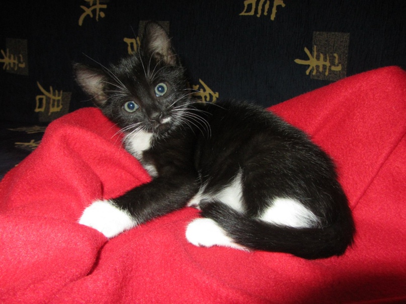 Алина Лысенко |