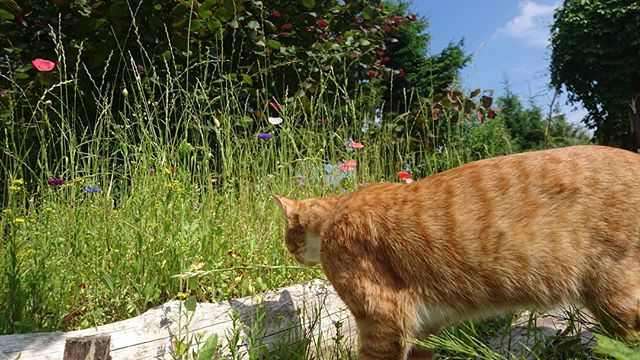 Всеволод Григорьев | Санкт-Петербург