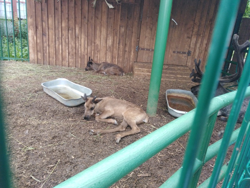 Ксения Чернявская | Нефтекамск