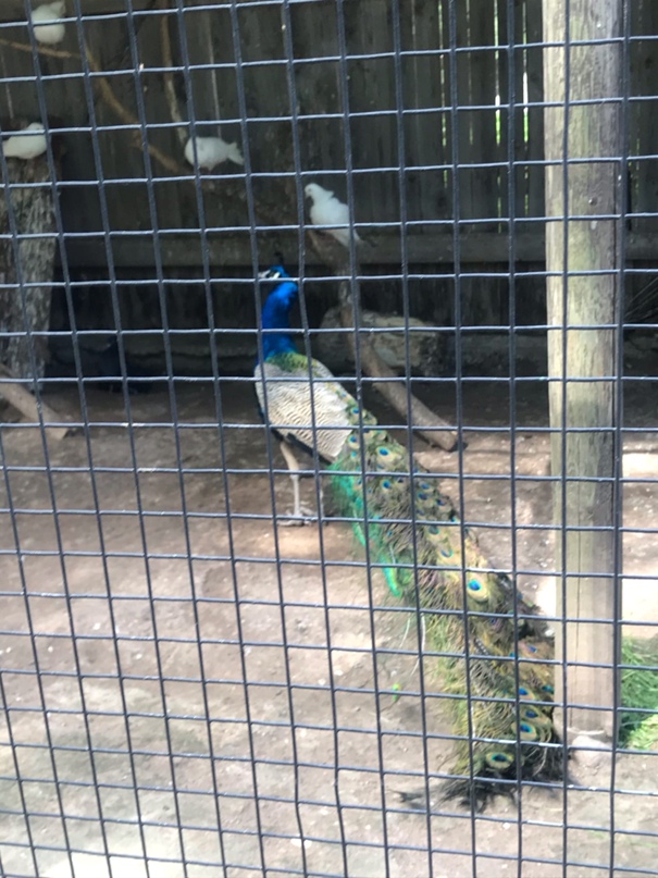 Катерина Сергеева | Псков