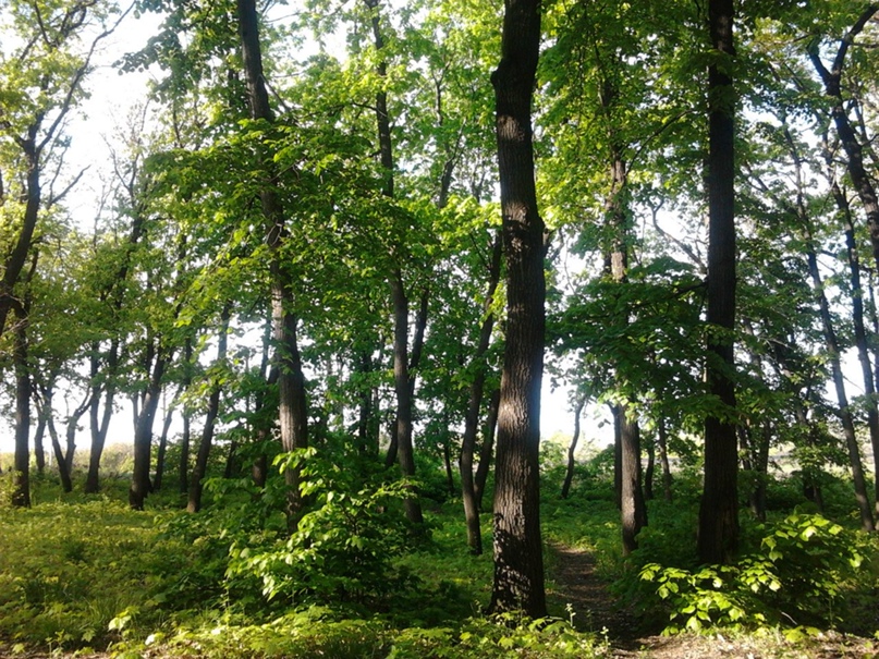 Андрей Моисеев |