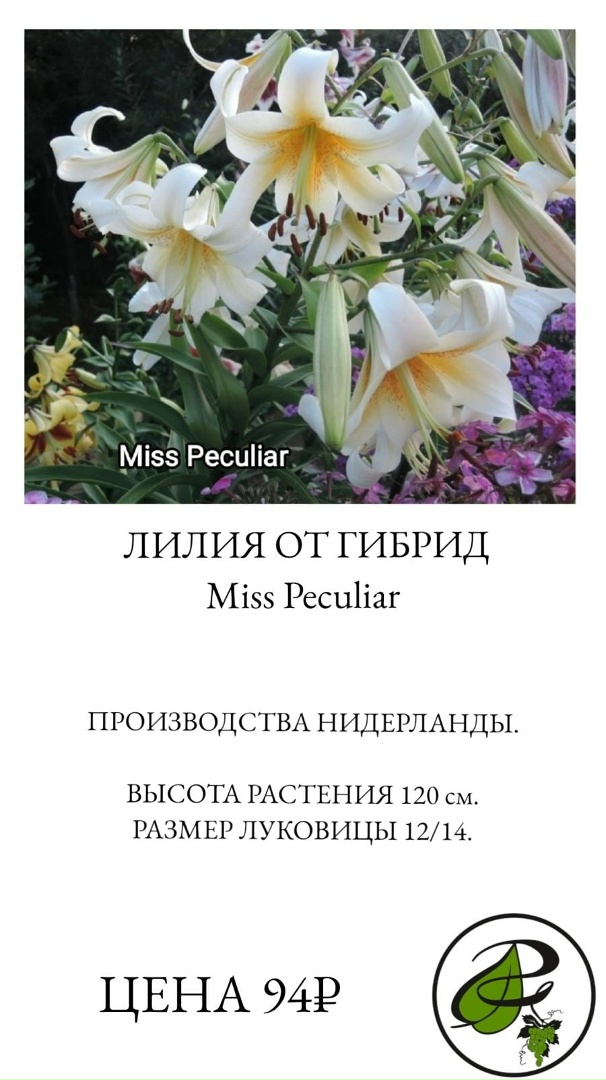 Наталья Родионова | Омск