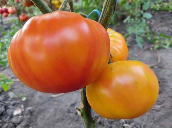 Диковинный цветок-Томаты Приэльбрусья