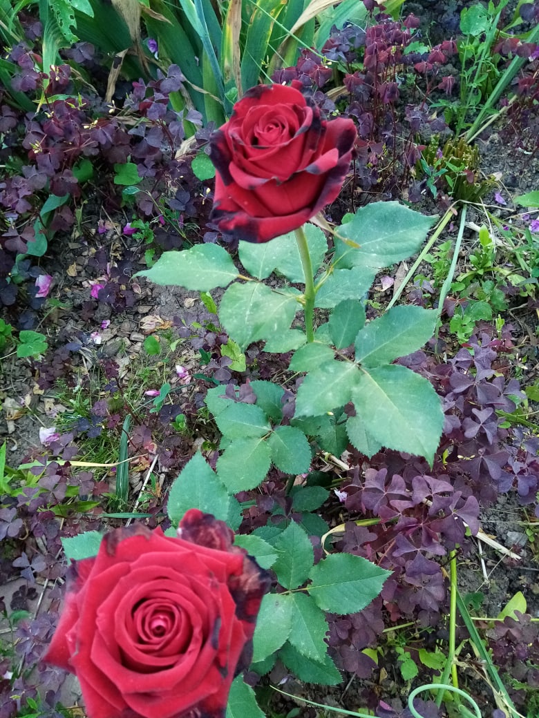 Валентина Макарова | Казань