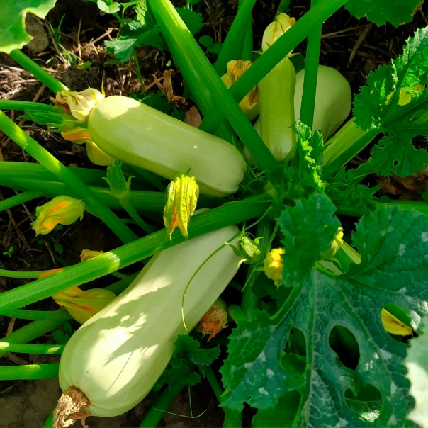 Семена "Русский размер": Дневник пользователя Все будет отлично