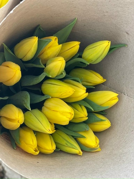 Принимаю заказы на тюльпаны к 8 марта ,50 руб за шт,упаковка бесплатная ,тел 89010421099