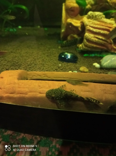 Сомики анциструсы за символическую плату или обмен на живородящих рыбок