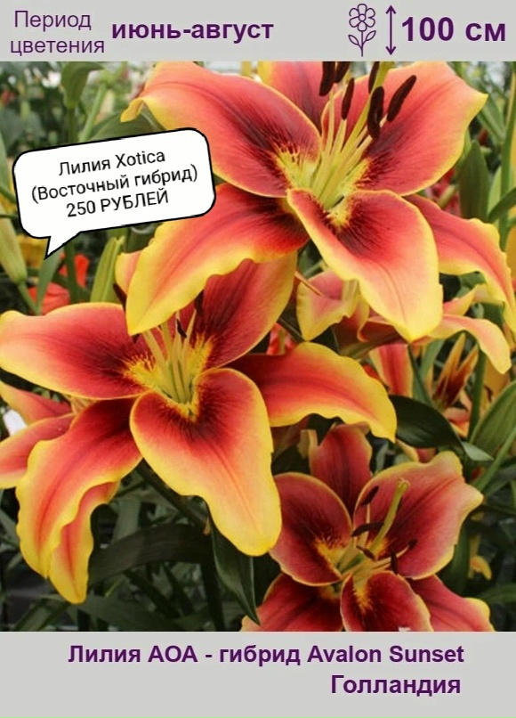 Лилия ЛА-гибрид Рилусида - купить с доставкой по выгодным ценам в интернет-магаз