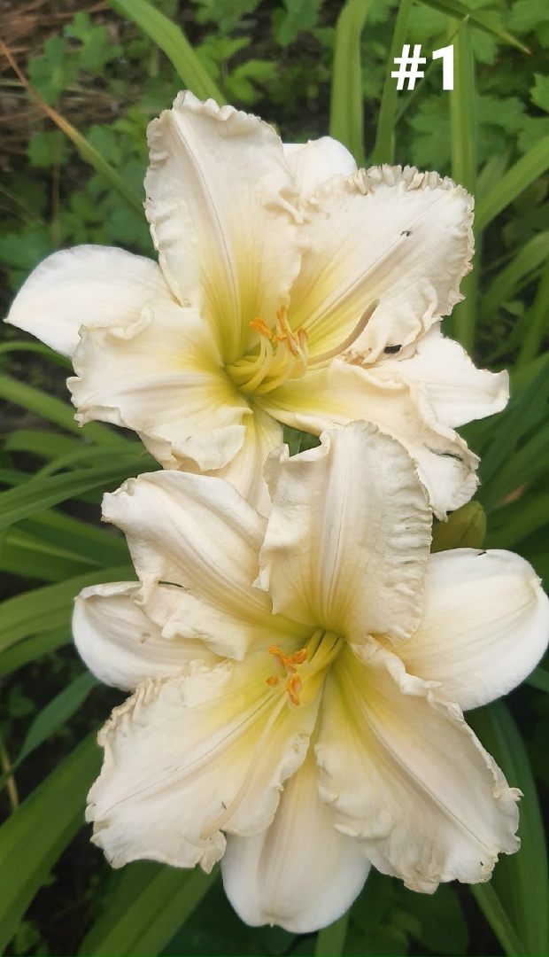 Марианна Олеговна | Санкт-Петербург