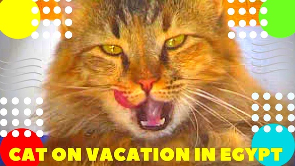Кот на отдыхе в Египте. Cat was on holiday in Egypt. القط كان في عطلة في