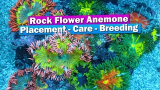 Rock Flower Anemone - Care, placement, breeding