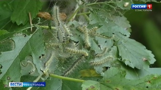 В Севастополе деревьям угрожают новые насекомые-вредители