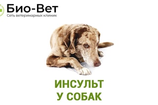 Инсульт у собак
