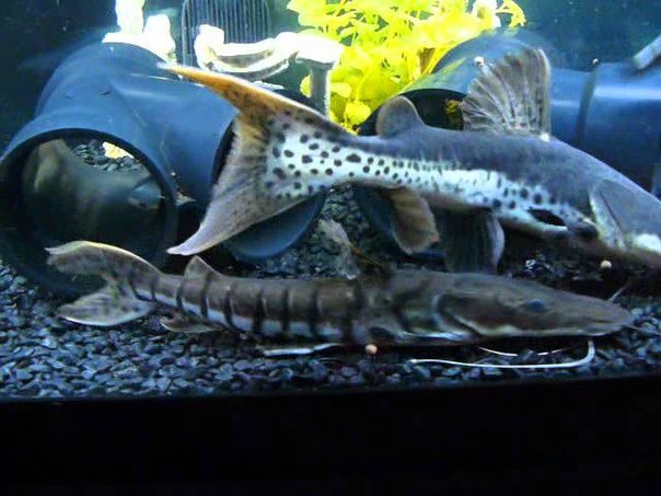 monster fish tank feeding
