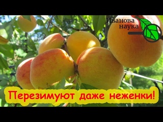 ПОСЛЕ ПЕРВЫХ ЗАМОРОЗКОВ ОБРАБОТАЙТЕ ВИНОГРАД, ПЕРСИКИ и другие южные растения. И они все перезимуют!