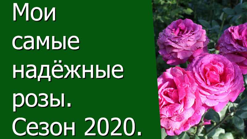 Мои самые надёжные розы. Сезон