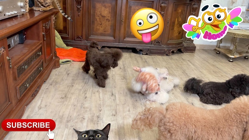 When everyone in the house wants to sleep, then a certain pack of dogs wants to