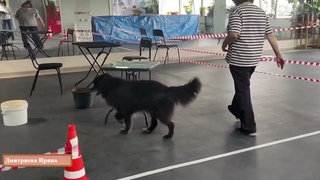 Состязания по NoseWork Летний кубок DogSelf - “Запахи Лета“  (Москва, КЦ “Зоорусь“)