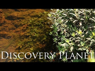 The world's first introduction nature habitat of Hygrophila pinnatifida, Cryptocoryne spiralis 1/2
