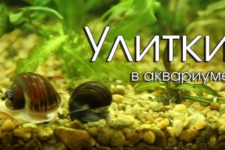 Улитки в аквариуме