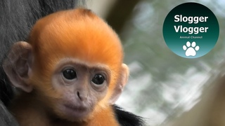 Newborn  Fran the François Langur Monkeys At Twycross