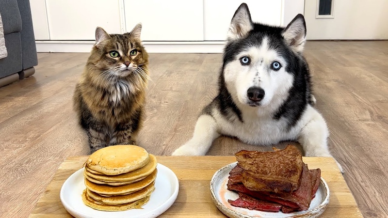 Steak or Pancake What Will My Dogs And Cats